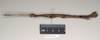 CollectionObject 1559486; NHMUK(SF IMPORT DUPLICATE) 844640, 6c7e4486-9f0b-409b-92cd-0e12394dfd54: copyright Natural History Museum, London. female, lateral view (holotype). (CollectionObject).