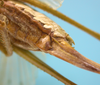 CollectionObject 1542909; DEES #10054', a49557df-c58f-483d-b048-4dae145f7d79: female, apex of the abdomen ventral view (allotype). (CollectionObject).