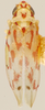 Habitus, dorsal view: Habitus (holotype, KSEM collection). (Observation).