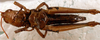 CollectionObject 1537803; 308dcdda-f231-4cd3-9e10-4896fba240dd: female ventral view (paratype). (CollectionObject).