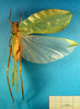 CollectionObject 1502640; 3282376e-3283-4f58-acdb-c1d3cf636009: female, dorsal view (syntype). (CollectionObject).
