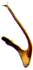 Aedeagus, lateral view on Arocephalus (Ariellus) punctum (Flor, 1861): Aedeagus, lateral view. (Observation).
