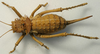 Hetrodes pupus pupus (Linnaeus, 1758): female, dorsal view (holotype of Hetrodes productus). (Otu).