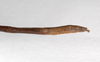 CollectionObject 1558047; 18ad1de7-83f6-4a08-a4b5-7a13d992cd31: copyright ZMHB, Berlin. female: end of abdomen, lateral view (syntype). (CollectionObject).;CollectionObject 1558048; ec519d3d-276b-4cc7-b1c8-1737c64766b4: copyright ZMHB, Berlin. female: end of abdomen, lateral view (syntype). (CollectionObject).
