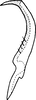 Stylus on Edwardsiana sariabensis Ahmed & Naheed, 1981: Stylus. (Observation).