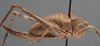 CollectionObject 1506529; 23e98cf4-499b-4015-a303-9fcbea2d555f: female, lateral view (syntype). (CollectionObject).