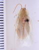 Panchlora bidentula Hebard, 1916: Photo by Heidi Hopkins. dorsal habitus. (Otu).