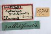 Other on Cyrtolobus pallidifrontis (Emmons, 1855): (Observation).