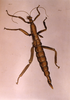 CollectionObject 1558339; NHMUK(SF IMPORT DUPLICATE) 878212, dded9e85-acab-4ede-aecd-973a743f3fca: Plate 50, Drury 1773. female Mantis gigas (holotype) ex. alcohol. (CollectionObject).