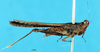 CollectionObject 1580792; fbb73512-c3e9-4375-8f94-7f7ee6284bcd, DORSA EXbolexiP01: female, lateral view (syntype of Bolotettix exiguus). (CollectionObject).
