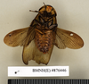CollectionObject 1572966; 6b895293-0fa9-4c29-9dd7-fbdfbd4ff5ac: Copyright Natural History Museum, London. Non-type (adult male) in BM(NH). Ventral view. (CollectionObject).