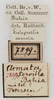 CollectionObject 1564228; NMW 7899, 863140a2-32b2-4ad8-9705-fa18ea48282c: labels. (CollectionObject).