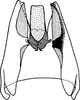 Pygofer ventral appendages, ventral view on Falcitettix (Falcitettix) guttiger (Kusnezov, 1929): Pygofer, ventral view (from Anufriev) (F. sibiricus). (Observation).
