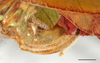 CollectionObject 1586790; 1ab07d23-7cfa-4d73-a43c-9a0308face4d: ovipositor, scale bar = 2 mm. (CollectionObject).