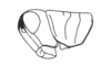 Neopedies digitatus Ronderos, 1991: Fig. G. female, head and pronotum, lateral view. (Otu).