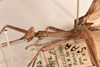 CollectionObject 1559593; 3660f0bc-112f-4325-b101-c1262d4581e1: copyright OUMNH. male: head & thorax, lateral view of synonym Necroscia agondas (holotype). (CollectionObject).