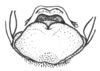 Ceuthophilus (Geotettix) guttulosus guttulosus Walker, 1869: Fig. 763. Male subgenital plate. (Otu).