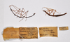 CollectionObject 1558076; d22f82d3-4d2f-47f8-8389-af10b2f28fca: copyright ZMHB, Berlin. male data labels (holotype) & female (paratype). (CollectionObject).