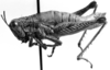 CollectionObject 1533815; c62716a0-a598-4d53-87e9-d7258ae957ff: Image Carbonell, C.S. female, lateral view (paratype). (CollectionObject).