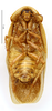 CollectionObject 1587279; MNHN(SF IMPORT DUPLICATE) MNHN-EP-EP1235, c7cd5bb8-5f4f-410e-8d68-5f16bc71c83b: CC BY-NC-ND 4.0/MNHN - Depraetere Marion - 2014. Paratype, male, of ultima Grandcolas, 1993. Specimen number: MNHN-EP-EP1235. http://coldb.mnhn.fr/catalognumber/mnhn/ep/ep1235. (CollectionObject).