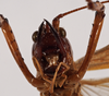 female face (holotype). Depicts CollectionObject 1534505; fb31cbfd-ab02-49a8-9771-15fe1a7d62c8, a CollectionObject.