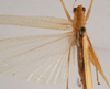 CollectionObject 1534524; 1b697d63-e1c7-4f21-8340-654d3ad4660c: female, dorsal view (holotype of Xiphidiopsis celebensis). (CollectionObject).