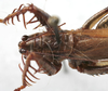 CollectionObject 1539820; aa34da54-68ae-4942-9610-98d529246d70: female pronotum, dorsal view (holotype). (CollectionObject).