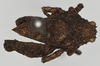CollectionObject 1516348; cd361476-2604-4899-8ac7-bfb7fc2b6a82: male, dorsal view (syntype). (CollectionObject).