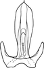 Aedeagus, ventral view on Drabescoides nuchalis (Jacobi, 1943): Aedeagus, ventral view. (Observation).