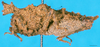 CollectionObject 1501770; 9970d437-8723-4136-90db-46d1508abb1b: male, lateral view. (CollectionObject).