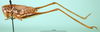 CollectionObject 1500485; ef8bd2a7-576a-4817-b6c0-1b2feff36ee8, DORSA BTmodebnS01: male, lateral view (holotype of Metrioptera dofleini). (CollectionObject).