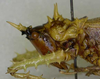 CollectionObject 1544423; 44c04f4d-9616-49a2-b708-1bb5768db6da: female head and pronotum, lateral view. (CollectionObject).