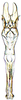 Aedeagus, ventral view: !! display not done !! on Cortona minuta Oman, 1938: Aedeagus, dorsal view. (Observation).