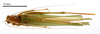 CollectionObject 1578264; 0590b300-6e1a-4c48-b1d4-ef5fde9e7939: male, dorsal view (paratype). (CollectionObject).