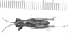 CollectionObject 1524859; 0a5c1406-cd4f-4716-bbeb-0ae8b5ea6dd1: male, dorsal view (lectotype of Leptomerinthoprora smaragdipes). (CollectionObject).