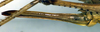 CollectionObject 1502460; 3531d395-82d0-47f5-923b-e148c440f91f: ovipositor (paratype). (CollectionObject).