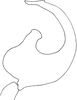 Aedeagus, lateral view on Dagama capensis (Walker, 1851): Aedeagus, lateral view. (Observation).