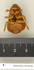 Salganea morio (Burmeister, 1838): Copyright Natural History Museum, London. Holotype (female nymph) of synonym Panesthia conica Walker, 1868 in BM(NH). Ventral view. (Otu).