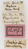 CollectionObject 1532997; NMW 12.017, 8dc4623e-3075-4d67-8232-cf5d8748c17f: labels. (CollectionObject).