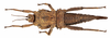 CollectionObject 1564143; d1c37fcf-05fc-476d-a073-5c7429a2f839: Copyright MNHN, Paris. female, ventral view (holotype). (CollectionObject).