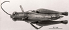 CollectionObject 1524880; 0b18d1c4-9a8c-4b4e-ba55-0ebe917bd088: Image C.S. Carbonell. female, dorsal view (holotype). (CollectionObject).