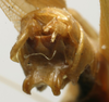 CollectionObject 1535004; 3d082103-7375-45e8-b488-de77fffbd8e9: male cerci (paralectotype). (CollectionObject).