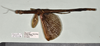 CollectionObject 1598197; 2b83b007-fce7-4890-a1c4-68930e702da7, QM T246617: copyright QM. female, dorsal view (paratype). (CollectionObject).