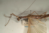 CollectionObject 1560384; NMW 1141''', bf4f2198-593b-45aa-b24c-b67ac349cfa4: copyright NMW, Vienna. female: head and thorax, lateral view (syntype). (CollectionObject).