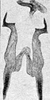 Other on Erythridula cuneata (Beamer, 1930): Aedeagus, connective, and styli. (Observation).
