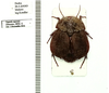 Ergaula capensis (Saussure, 1893): (Otu).