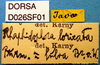 CollectionObject 1575886; 7a942671-95cc-46f3-8865-1cefc91a5e20, DORSA D026SF01: labels. (CollectionObject).