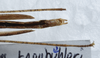 CollectionObject 1576072; c030d9f2-9de4-4543-83c7-a37dfd18653a: copyright ZRC, Singapore. male: end of abdomen, ventral view (paratype). (CollectionObject).