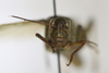CollectionObject 1479113; 840c4a4f-cdaa-4609-b2c2-f4ff9876881a: male, frontal view (neotype of Oedipoda hospes). (CollectionObject).