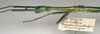 CollectionObject 1558639; NMW 738, bc38f472-b698-4c90-bdb1-4378b8ebecf1: copyright NMW, Vienna. male: head and thorax, lateral view (holotype). (CollectionObject).